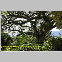 38968 23 032 Romney Manor, St. Kitts, Karibik-Kreuzfahrt 2020.jpg